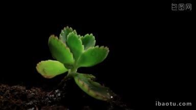 在黑色背景的微距镜头上，绿色的芽从土壤中生长